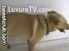 From behind his back, the dog copulates the hawt bitch.